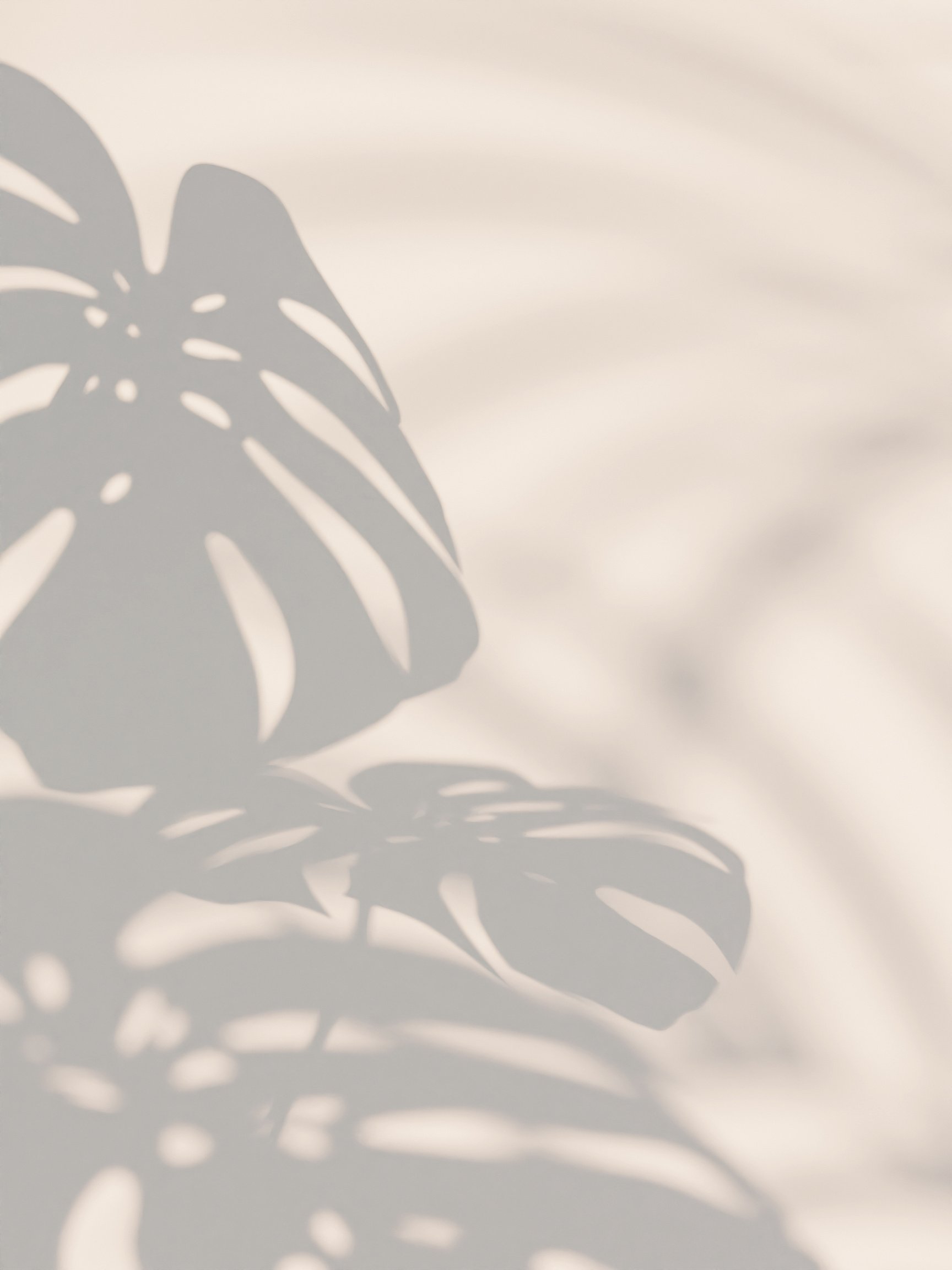 Aesthetic monstera shadow on the wall